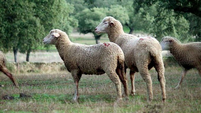 4 Razze Di Cani Che Assomigliano A Pecore E Agnelli Con Le Immagini