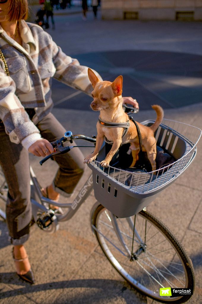 9 Migliori Cestini Per Bici Per Cani Per Cani Di Piccola E Media Taglia