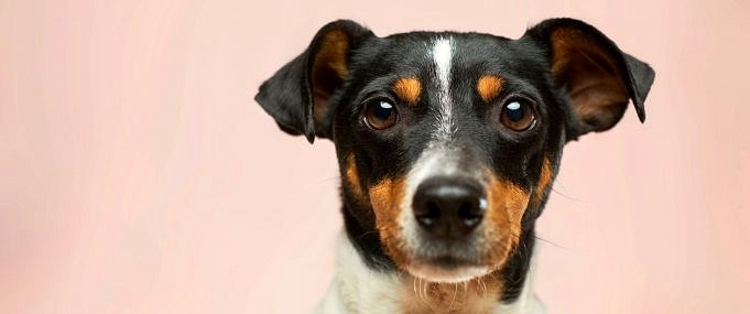 Cosa Significa Se Gli Occhi Del Tuo Cane Stanno Rotolando Indietro?