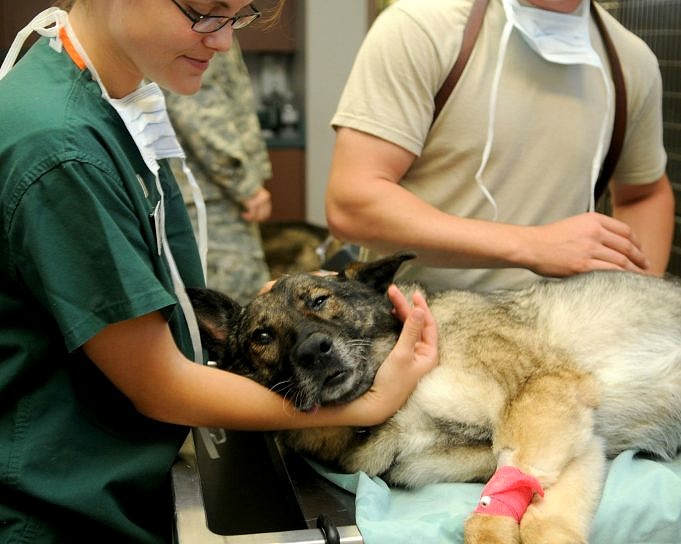 Emangiosarcoma: Quando è Il Momento Di Porre Fine A Un Cane?