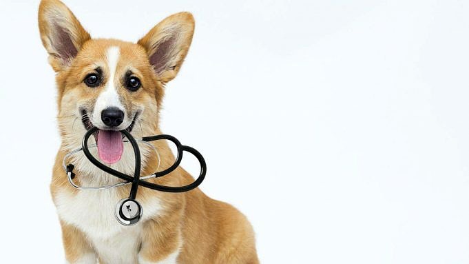 Nanismo In Beagles Guida E Informazioni