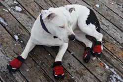 Usa le scarpette per cani